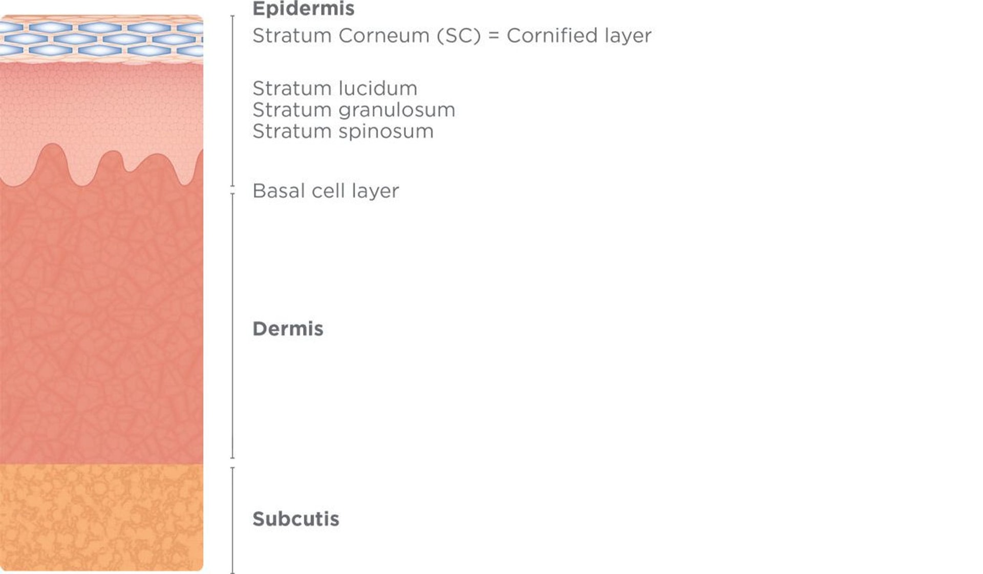 Lamellar 3_neu