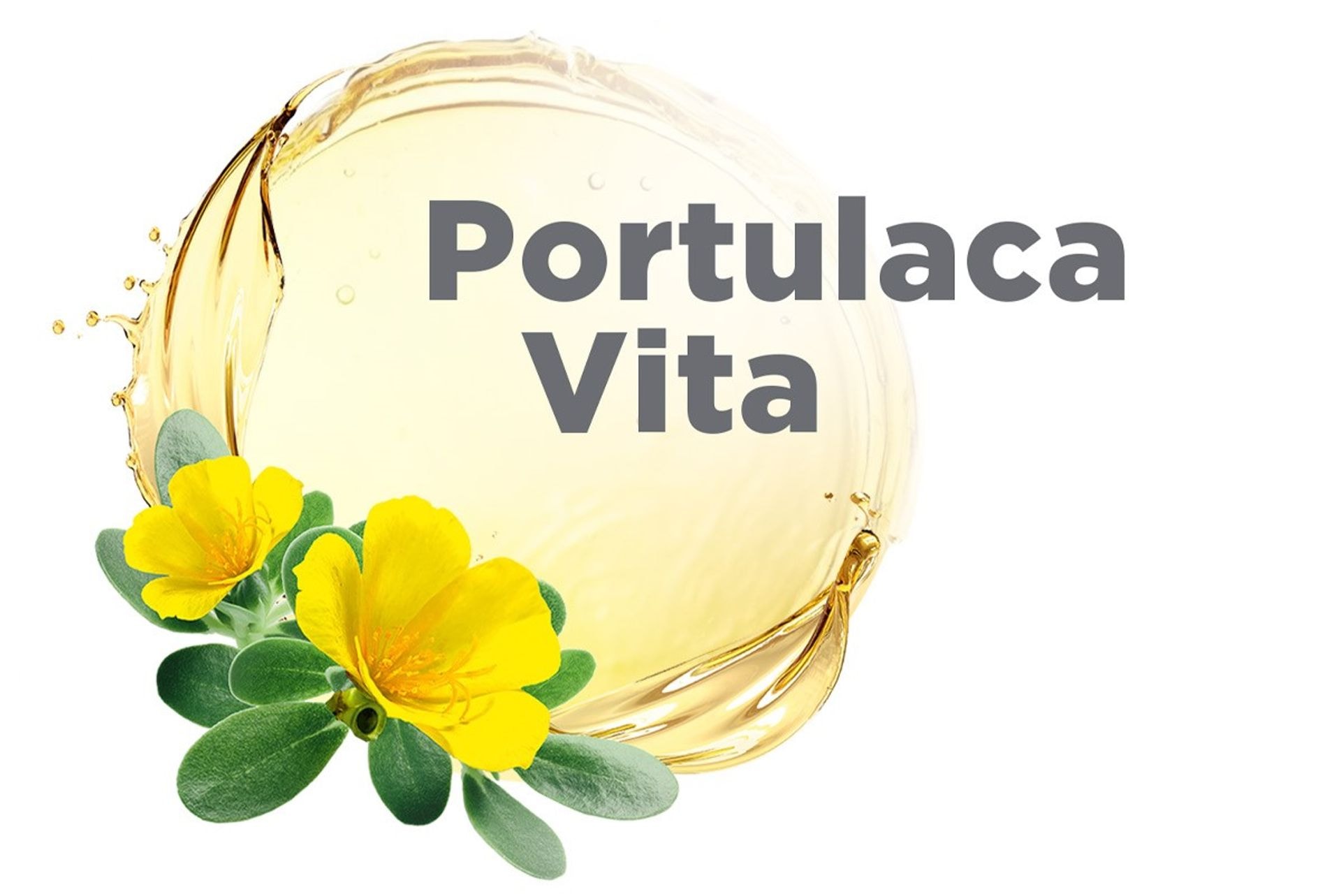 ingred portulaca 1200x800 1